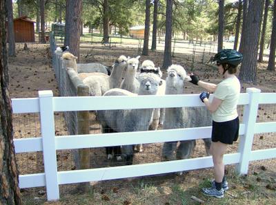 Alpacas want Love Too, Black Forest.